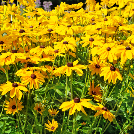 beautiful background of bright garden flowersの写真素材