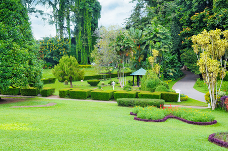 lawn and hedge in a summer parkの写真素材