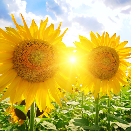 sunflowers on a background of blue skyの写真素材