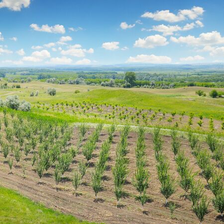 orchard, green meadows and blue skyの写真素材