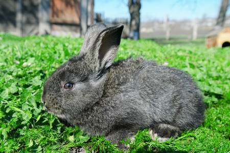 little rabbit on green grass backgroundの写真素材