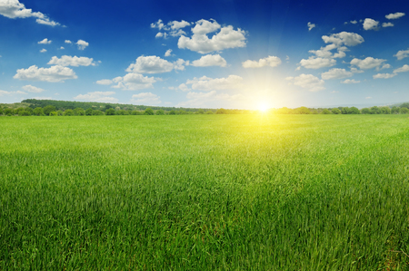 field, sunrise and blue skyの写真素材