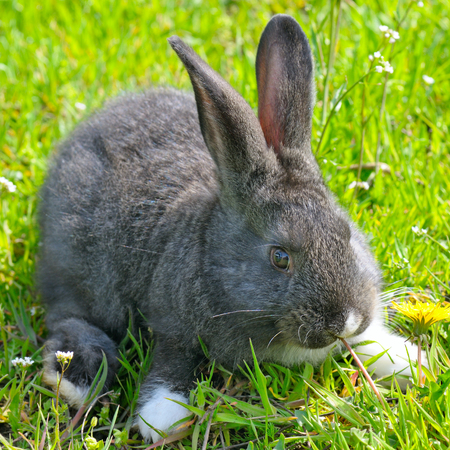 little rabbit on green grass backgroundの写真素材