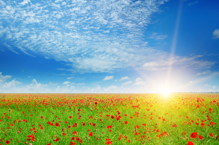field with poppies and sun on blue skyの写真素材