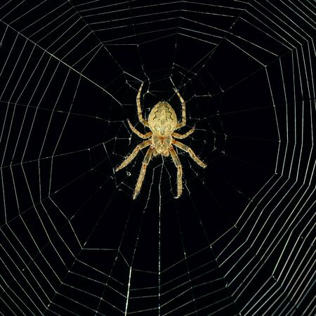 dangerous spider web background at nightの写真素材
