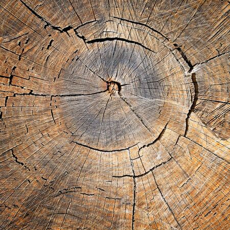 texture of the oak stump, background top viewの写真素材