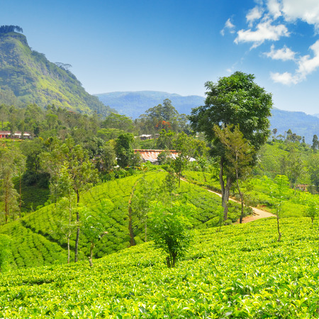 tea plantation on the picturesque hillsの写真素材