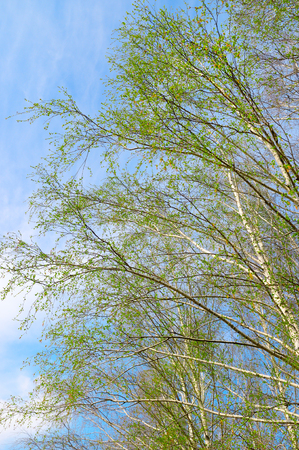birch twigs against the blue skyの写真素材