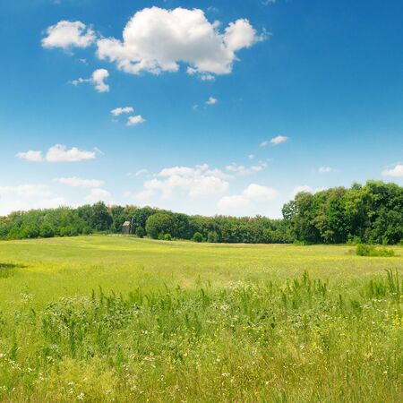 picturesque green field and blue skyの写真素材