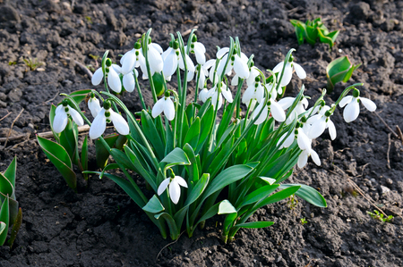 snowdrop on the background of the soilの写真素材