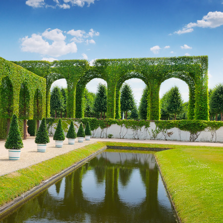 hedge in a summer parkの写真素材