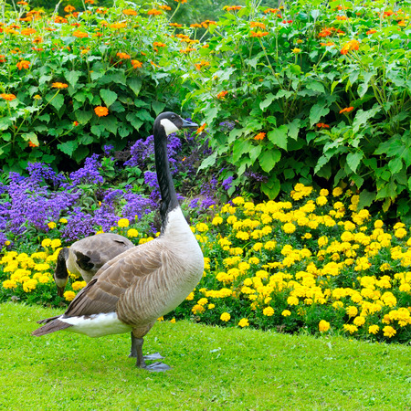 geese in the background of a flower bedの写真素材
