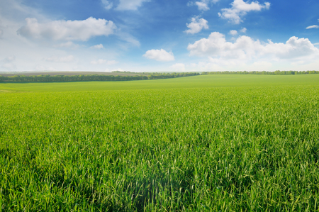 green field and blue sky with cloudsの写真素材
