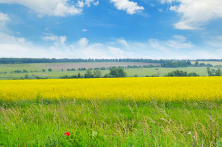 canola field and blue skyの写真素材