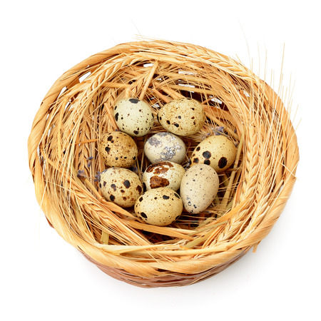 quail eggs in nest isolated on white backgroundの写真素材