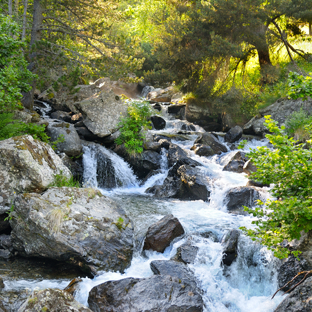 mountain river and coniferous forestの写真素材