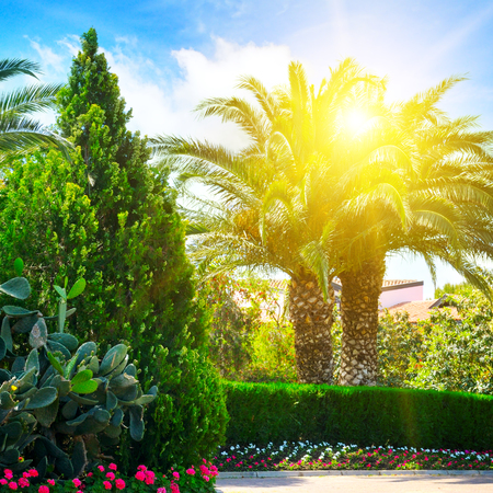 a beautiful park with palm trees and evergreen plantsの写真素材
