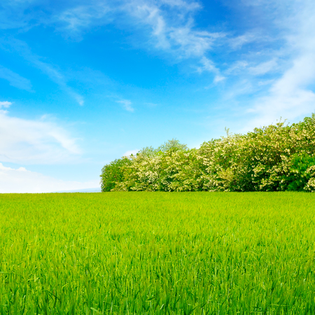 wheaten field, blue sky and locust tree.の写真素材