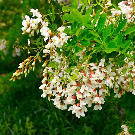 flowers and green leaves of acaciaの写真素材