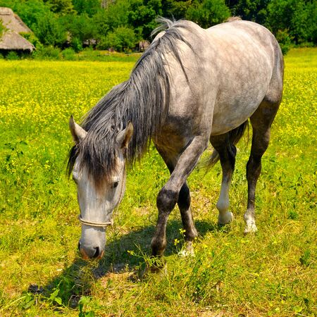 old horse grazing in a meadowの写真素材