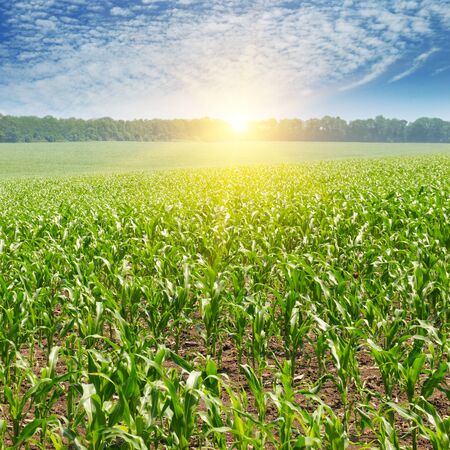 sunrise over the corn fieldの写真素材