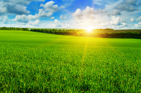 wheat field and sunrise in the blue skyの写真素材
