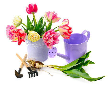 tulips and garden equipment isolated on white backgroundの写真素材