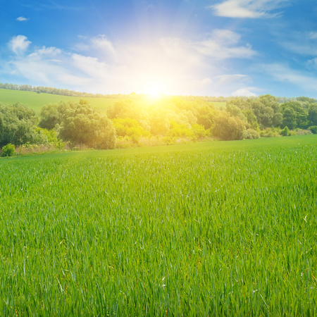 wheat field and sunrise in the blue skyの写真素材