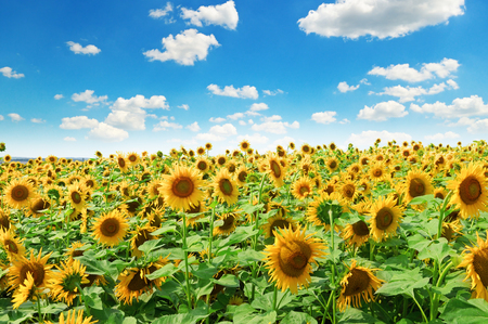Sunflower field and blue skyの写真素材