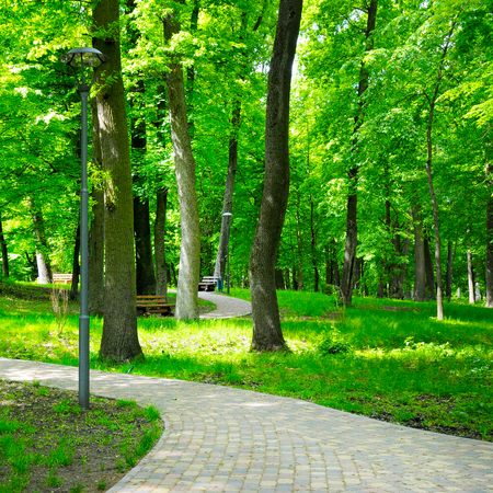 summer park with beautiful walking pathsの写真素材