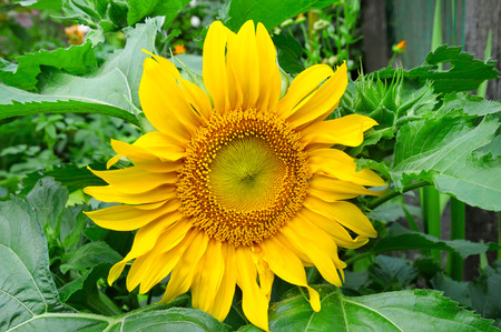 sunflowers on garden flower bedの写真素材