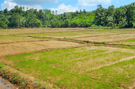 fields with crops of rice Sri Lankaの写真素材