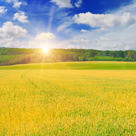 wheat field and sunrise in the blue skyの写真素材