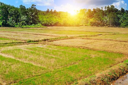 paddy field and sunriseの写真素材