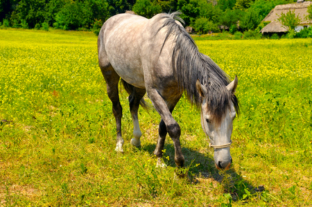 old horse grazing in a meadowの写真素材