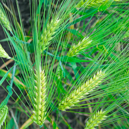 bright background of wheat earsの写真素材