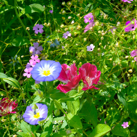 Beautiful background of garden flowersの写真素材