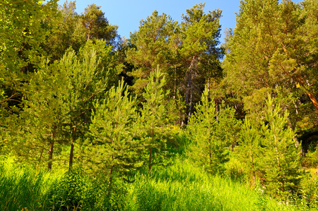 spruce forest on the hillsideの写真素材