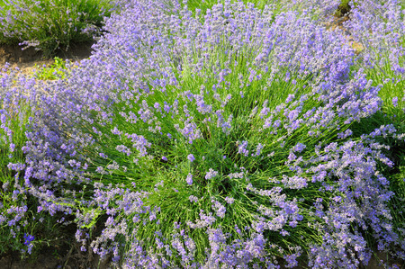 bush of blossoming lavender in the summer fieldの写真素材