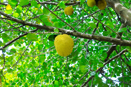 breadfruit on a background of green leavesの写真素材