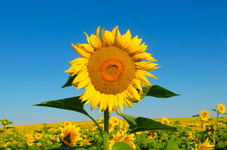 Sunflower flower against the blue sky and a blossoming fieldの写真素材