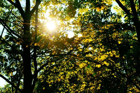 the sun's rays penetrate through the leaves and branches of the oakの写真素材
