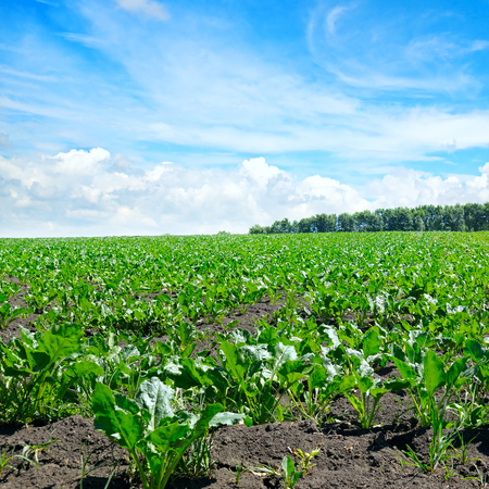 green beet field and blue skyの写真素材
