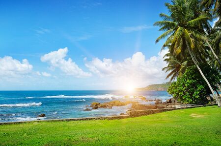 ocean, tropical palms on the beach, green grass and sun on cloudy skyの写真素材