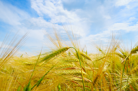 field with ripe ears of wheat and blue cloudy skyの写真素材