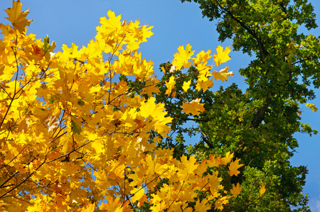tree branches and yellow autumn leaves against the blue skyの写真素材