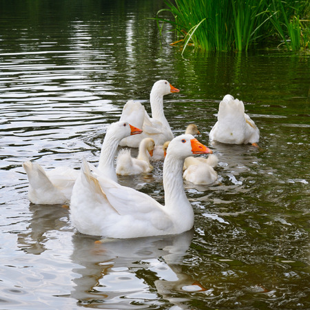 a flock of white geese floats in the lake waterの写真素材