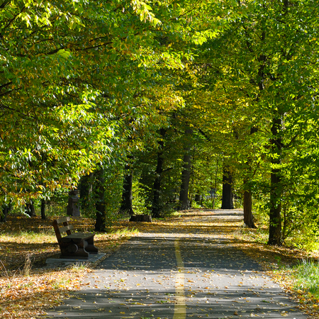 beautiful autumn park with soft sunlightの写真素材