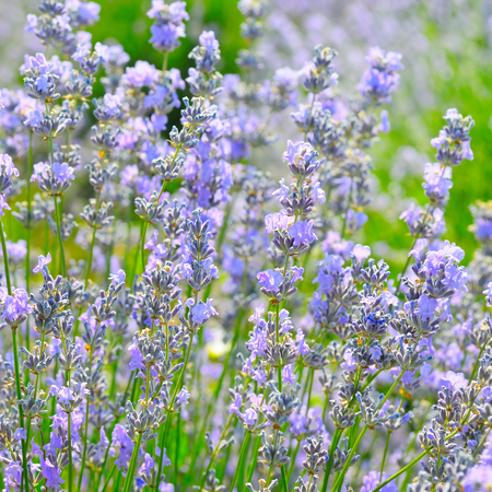 bush of blossoming lavender in the summer fieldの写真素材