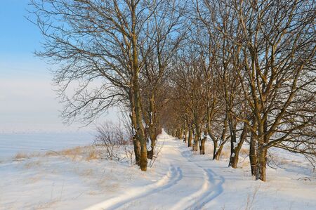 snow-covered field and trees in the snow on a background of blue skyの写真素材